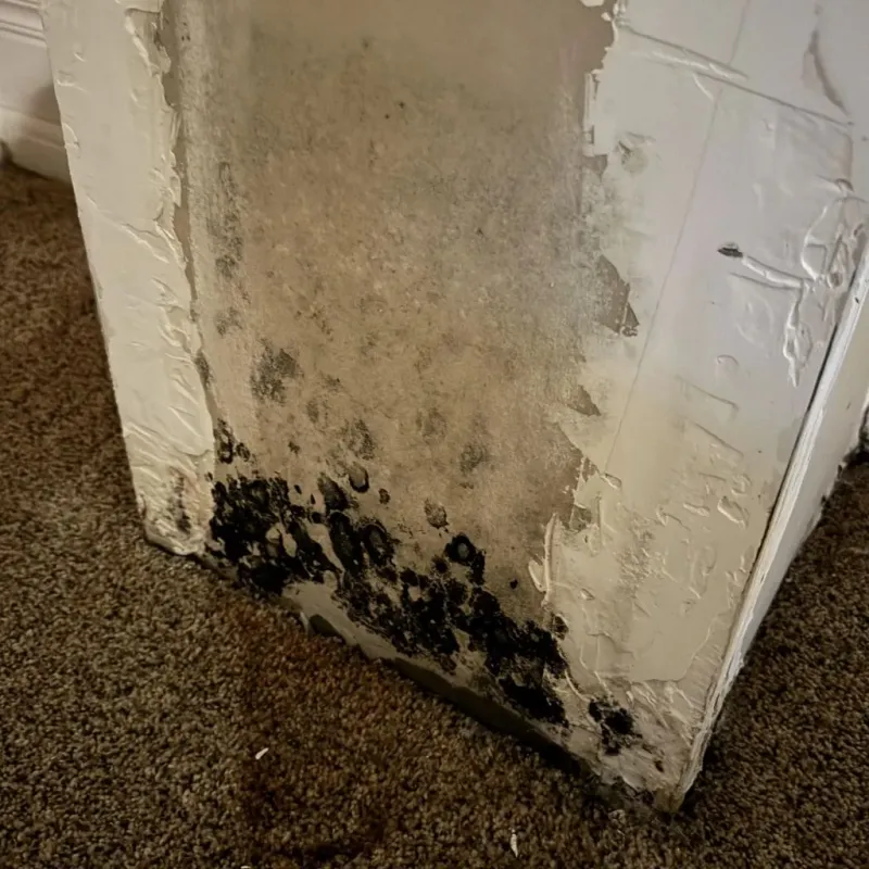 Professional Mold Removal in Harrisburg, AR